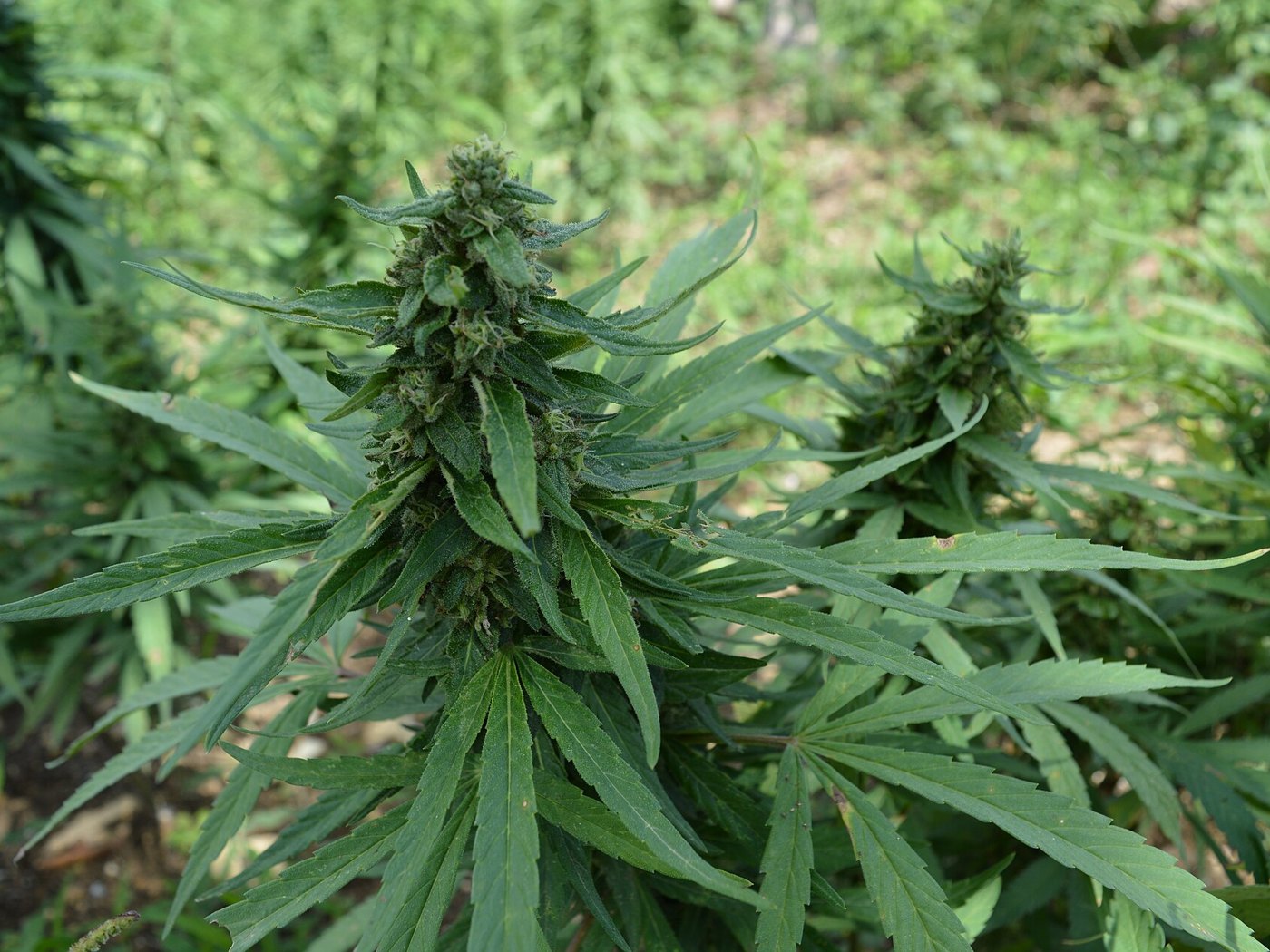 Close up of a flowering cannabis plant on a Jamaican farm