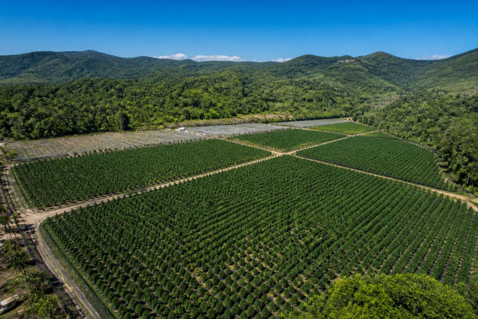 Aerial view of a licensed cannabis farm in Jamaica