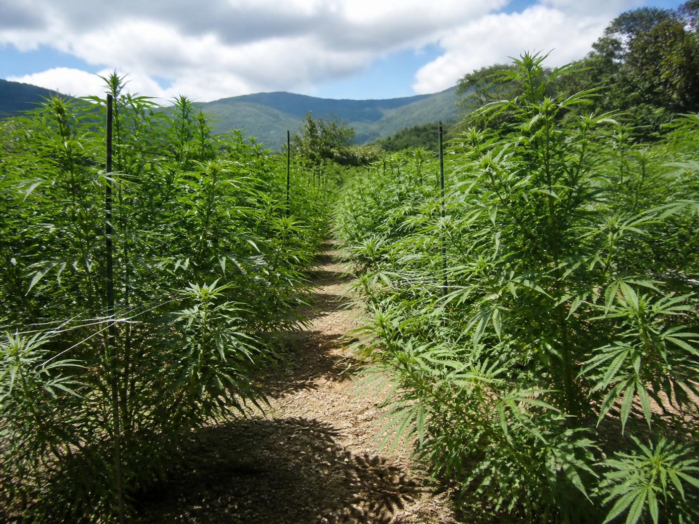 Licensed cannabis field in daylight