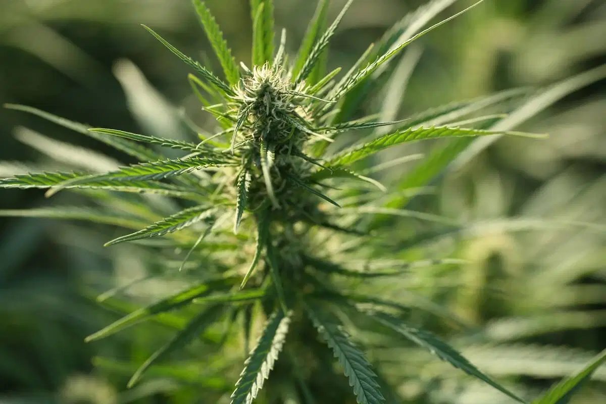 Flowering cannabis top on an open air farm in late afternoon light