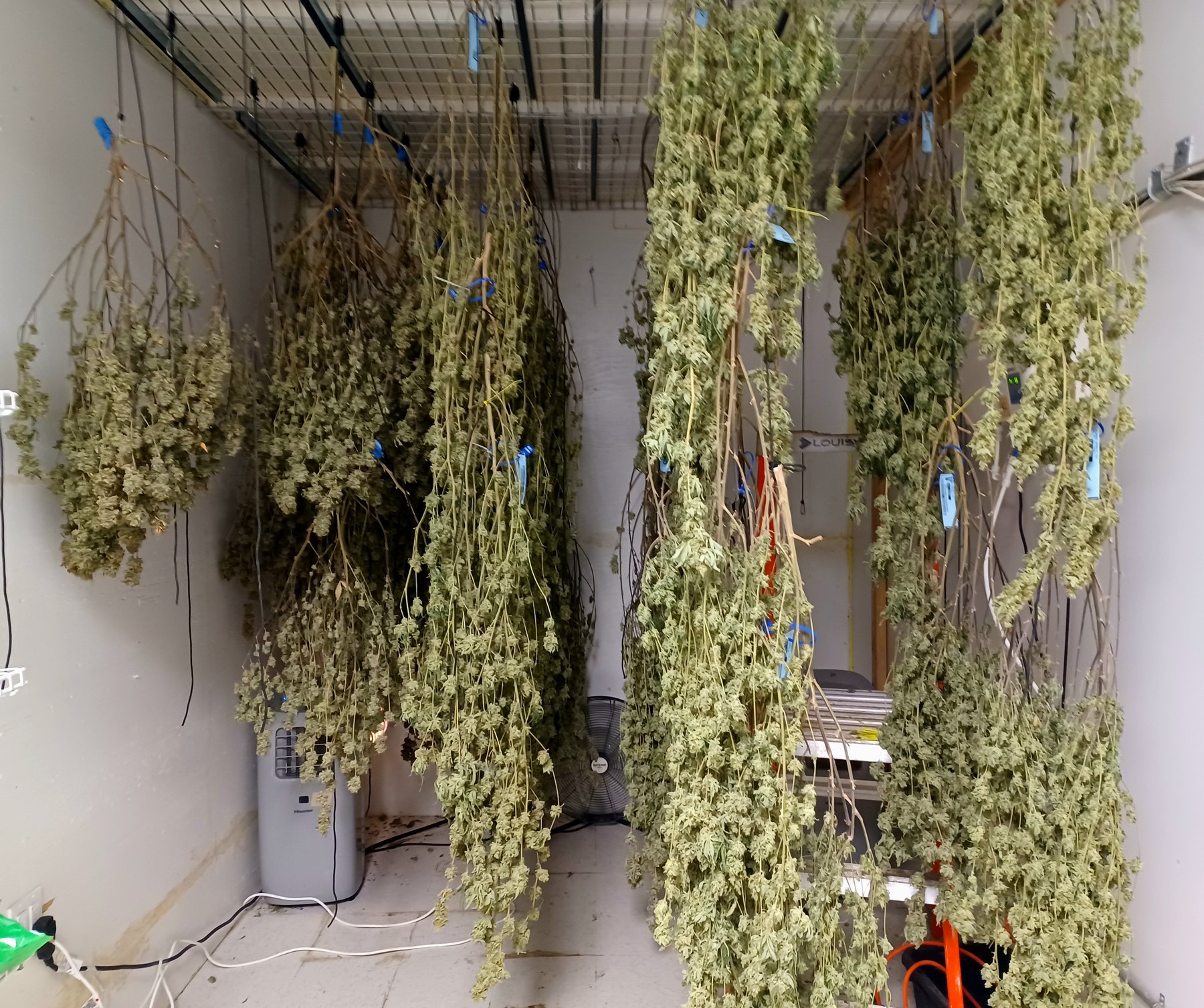 Whole cannabis plants hanging to dry in a licensed curing room