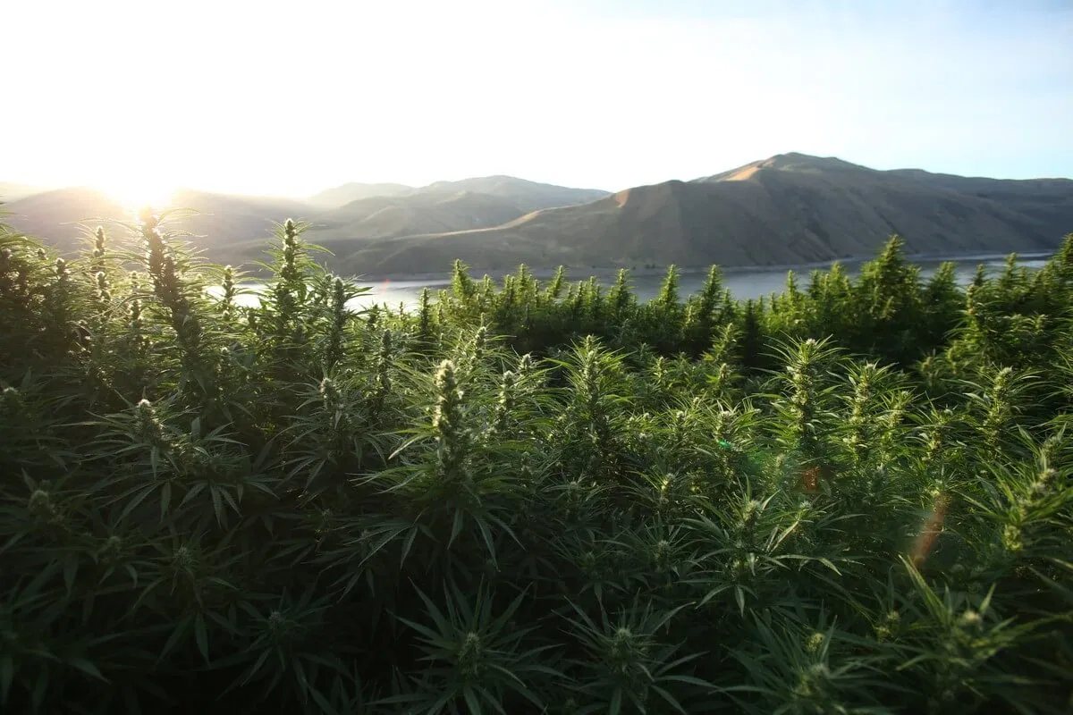 Sunlit outdoor cannabis field in Jamaica