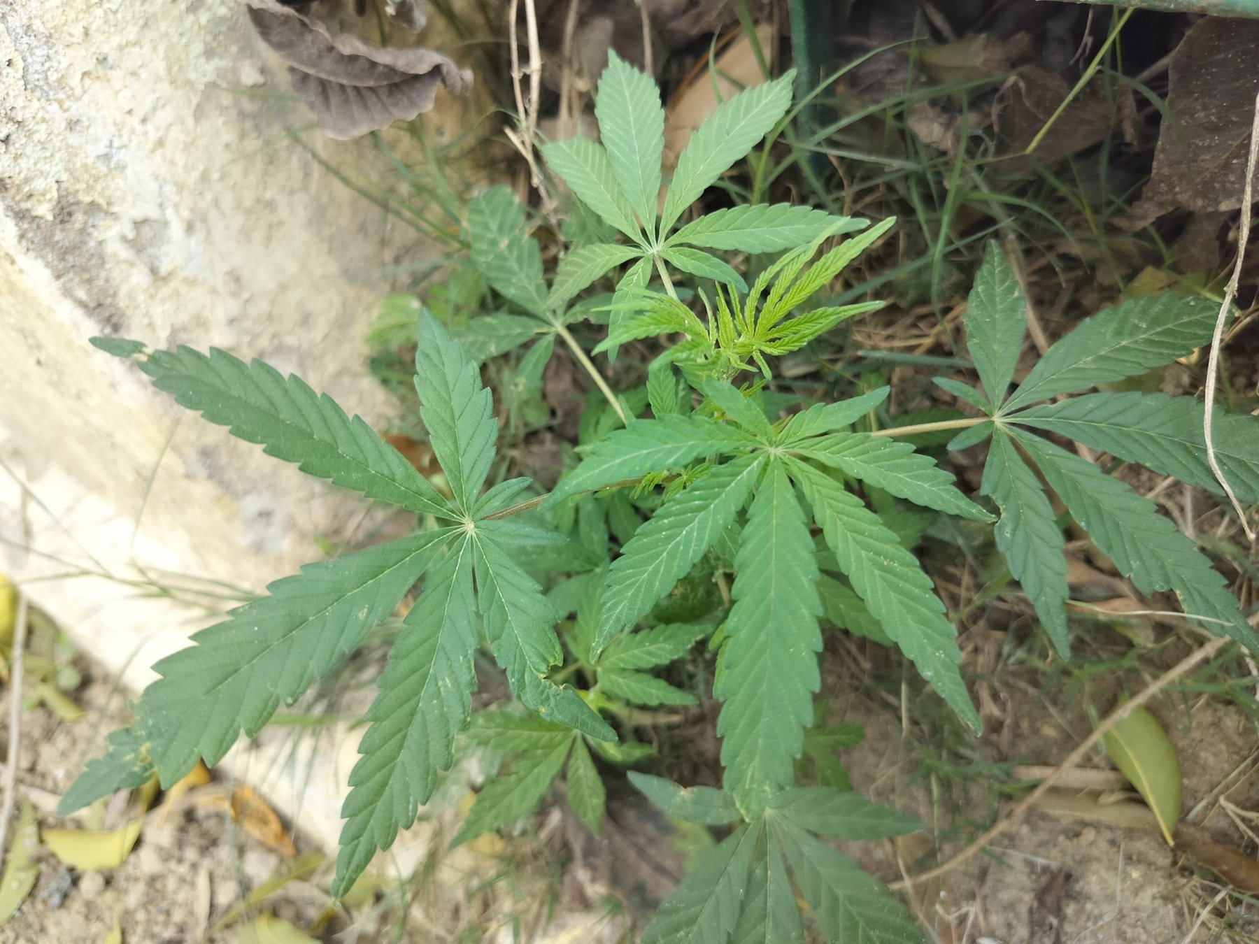 Cannabis plant rooted in natural Jamaican soil