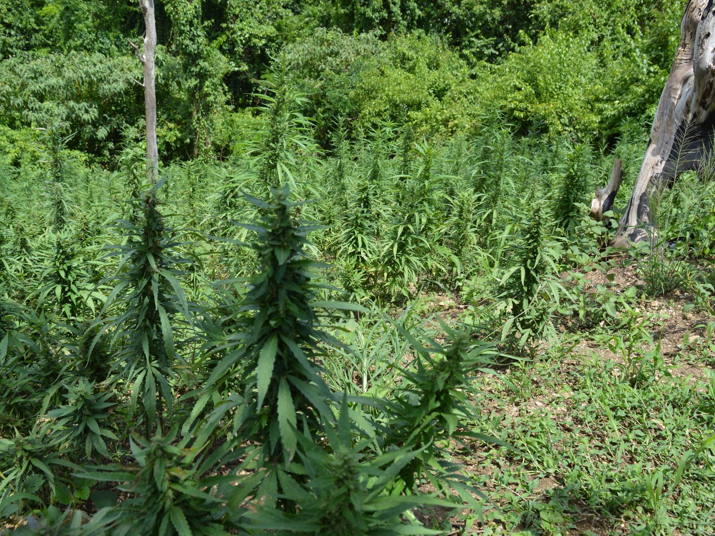 Open air cannabis field trial with labelled rows and mature flowering plants in tropical soil