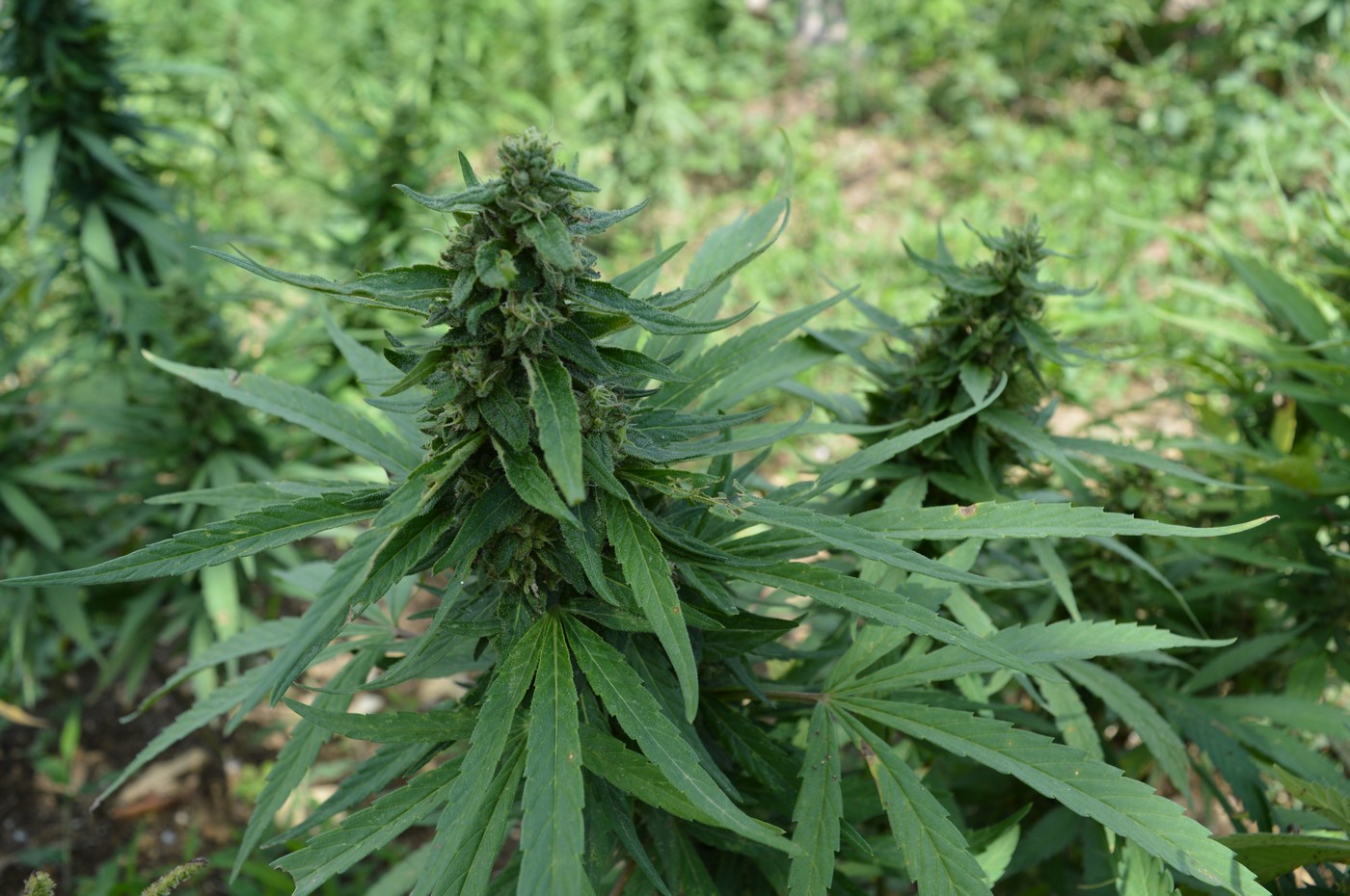 Cannabis plants growing in open fields at a licensed Jamaican ganja farm