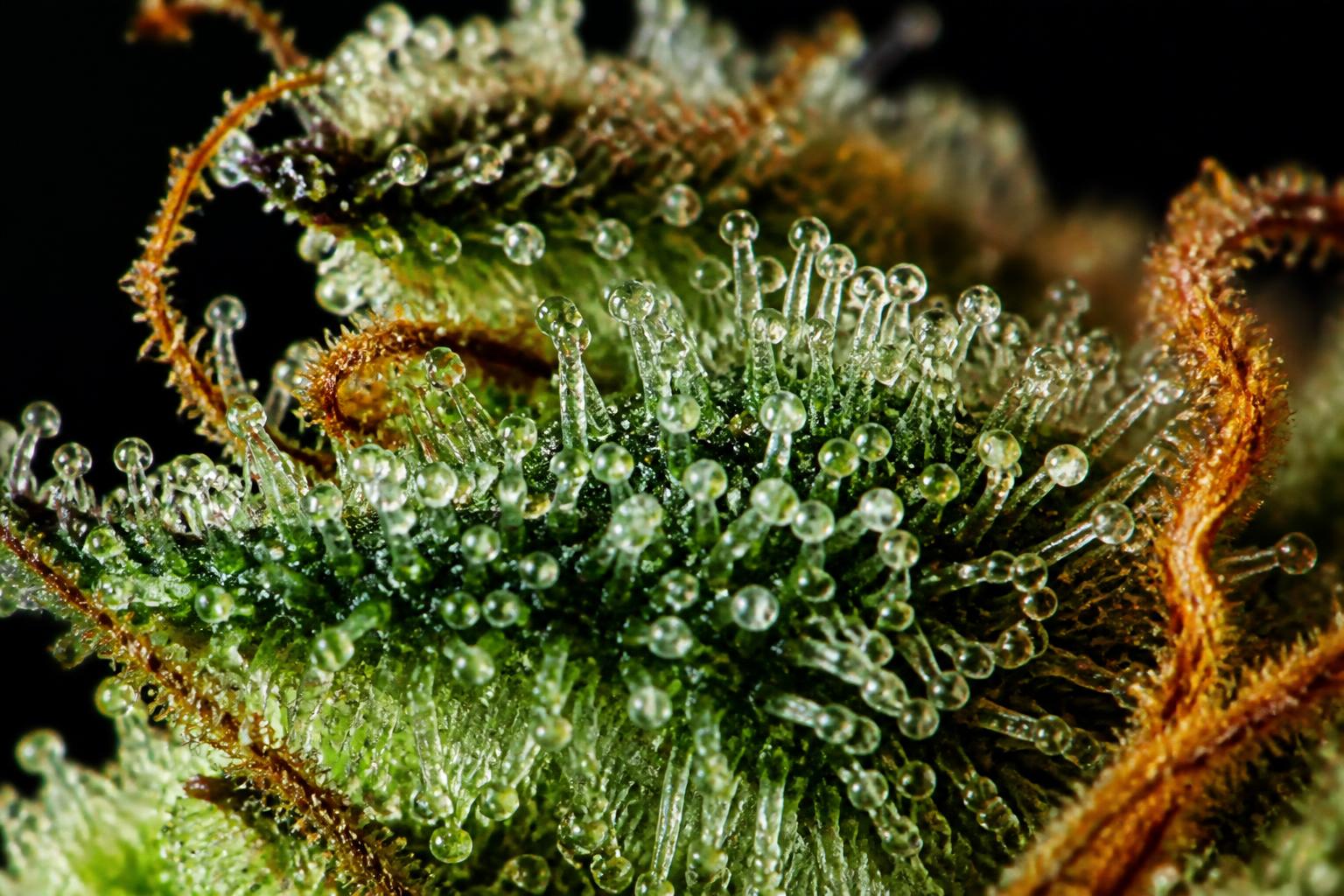 Macro detail of resin glands on sun grown cannabis flower